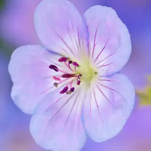 Geranium 'Azure Rush' 1L - image 2