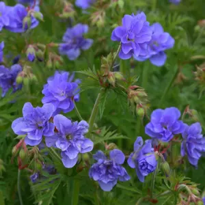 Picture Credit - © Genesis Plant Marketing Ltd