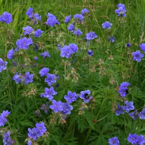 Picture Credit - © Genesis Plant Marketing Ltd