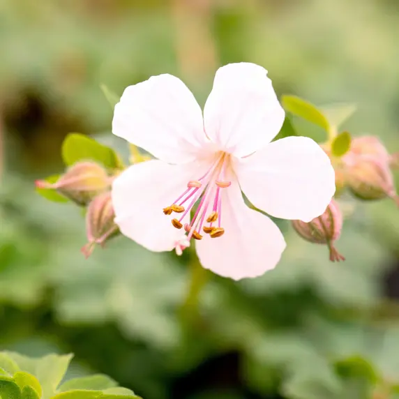 Geranium x cantabrigiense 'Biokovo' 1L - image 1