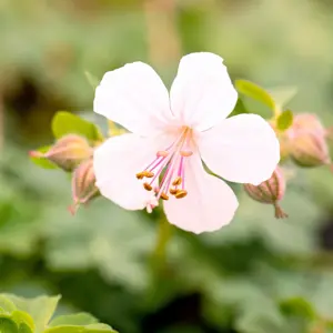 Geranium x cantabrigiense 'Biokovo' 1L - image 1