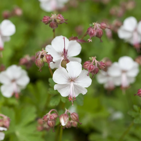 Geranium x cantabrigiense 'Biokovo' - image 2