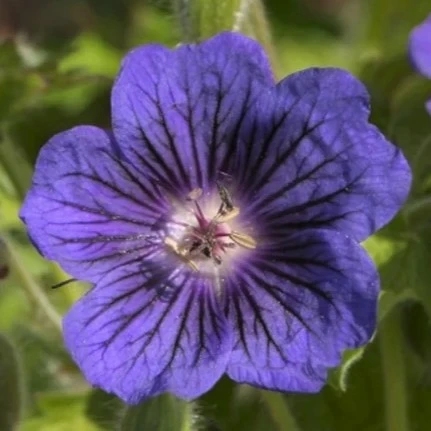 Image Credit: Darwin Perennials