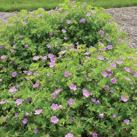 Geranium 'Blushing Turtle' 2L - image 3