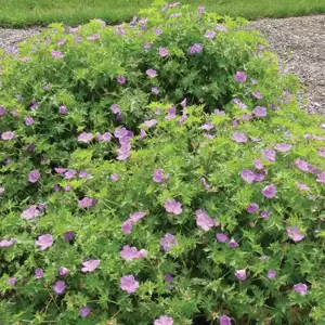 Geranium 'Blushing Turtle' 2L - image 3