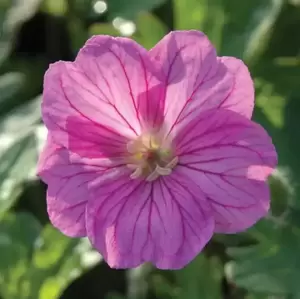 Geranium 'Blushing Turtle' 2L - image 1