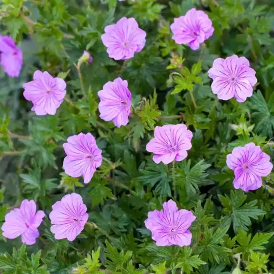 Geranium 'Blushing Turtle' 2L - image 2