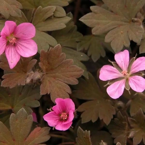 Geranium 'Bob's Blunder'