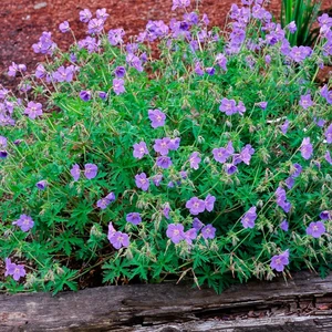 Picture - Terra Nova Nurseries