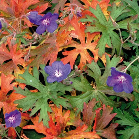Picture - Terra Nova Nurseries
