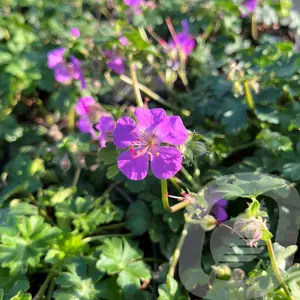 Geranium x cantabrigiense 'Cambridge'