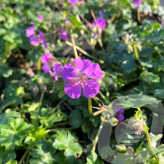 Geranium x cantabrigiense 'Cambridge' 1L