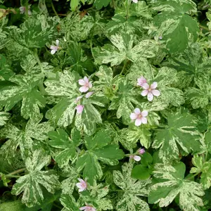 Picture - Terra Nova Nurseries
