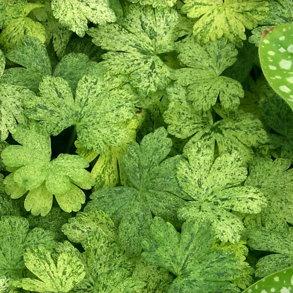 Picture - Terra Nova Nurseries