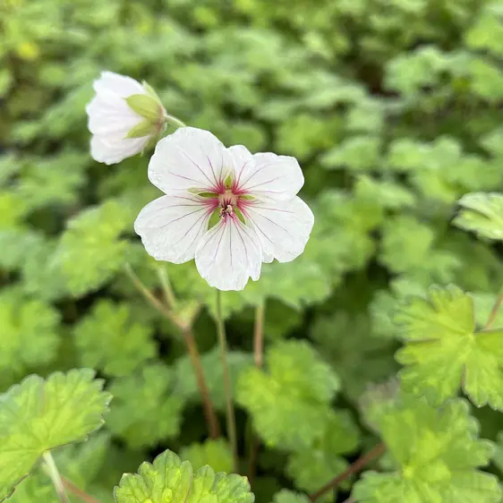 Geranium 'Coombland White' 2L