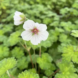 Geranium 'Coombland White' 2L