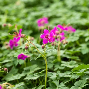 Geranium macrorrhizum 'Czakor' - image 2