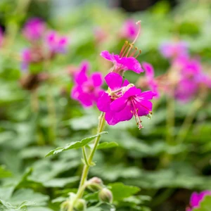 Geranium macrorrhizum 'Czakor' - image 1