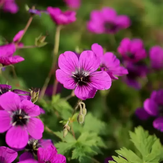 Geranium 'Dragon Heart' 3L - image 2