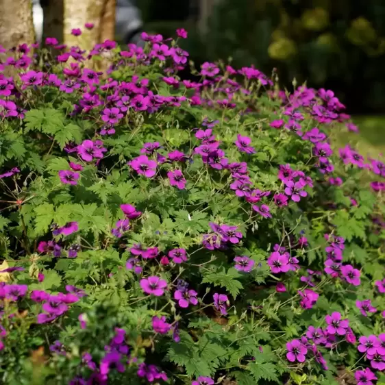 Geranium 'Dragon Heart' 3L - image 3