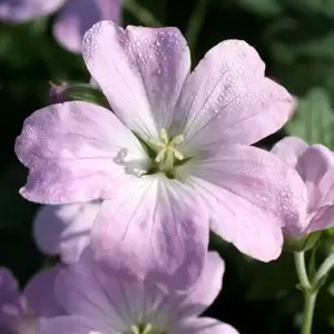 Geranium 'Dreamland' ℗ - Photo Credit Plantipp BV®