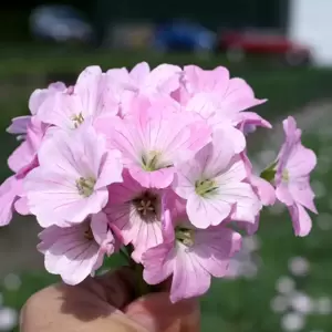 Geranium 'Dreamland' ℗ - Photo Credit Plantipp BV®