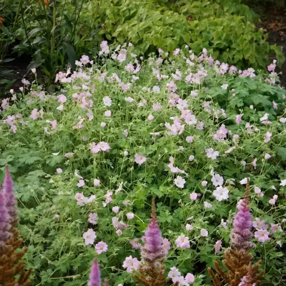 Geranium 'Dreamland' ℗ - Photo Credit Plantipp BV®