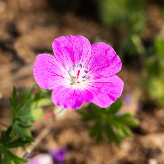 Geranium sanguineum 'Elsbeth'