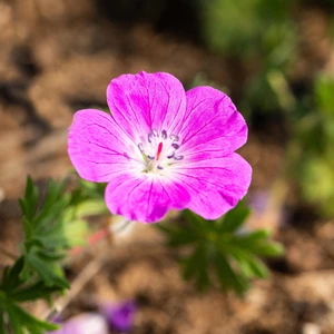 Geranium sanguineum 'Elsbeth'