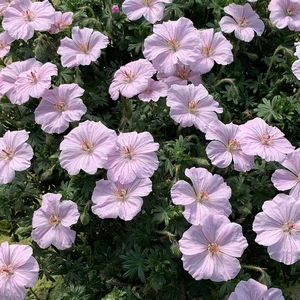 Geranium sanguineum 'Frivolius Pink' 2L