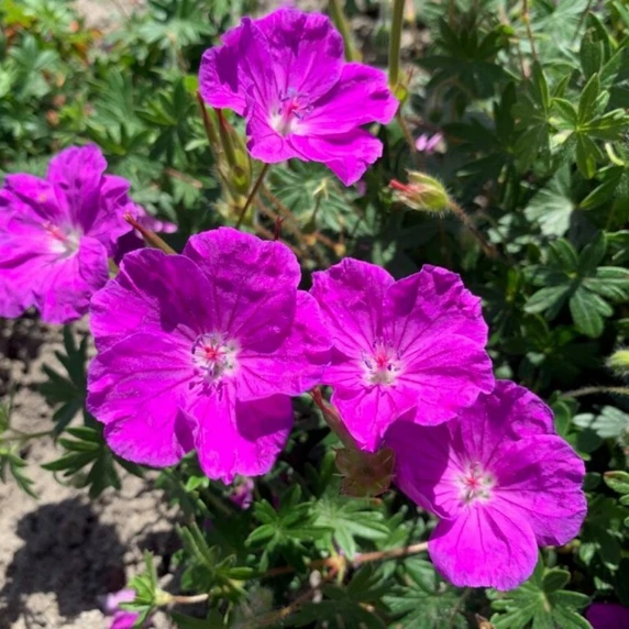 Geranium sanguineum 'Frivolius Purple'