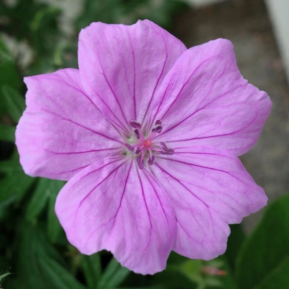 Geranium sanguineum 'Glenluce' - image 1