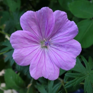 Geranium sanguineum 'Glenluce' - image 2