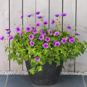 Geranium wallichianum 'Hexham Velvet' - image 3