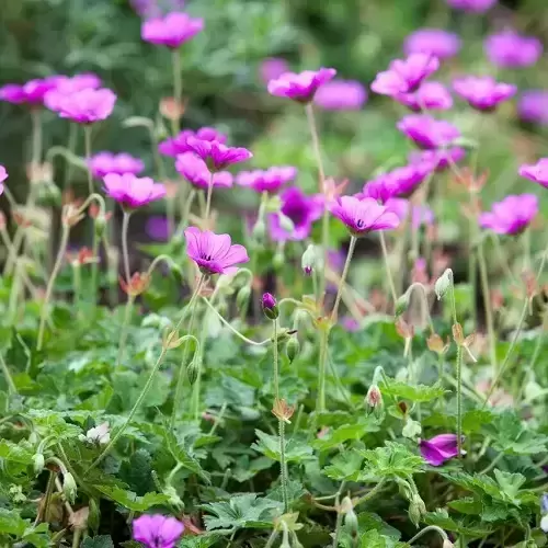 Geranium wallichianum 'Hexham Velvet' - image 2