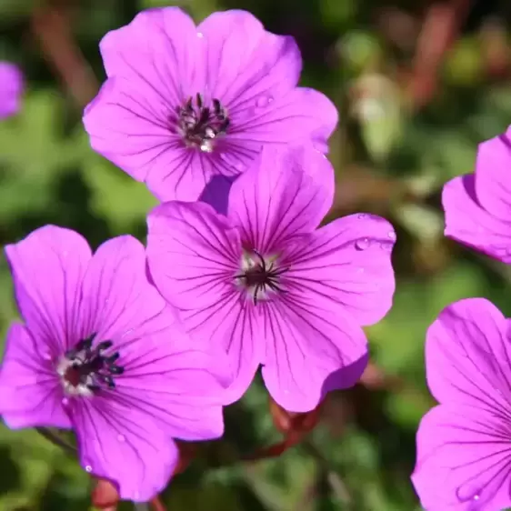 Geranium wallichianum 'Hexham Velvet' - image 1