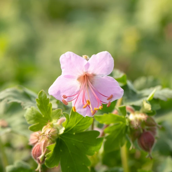 Geranium macrorrhizum 'Ingwersen's Variety'