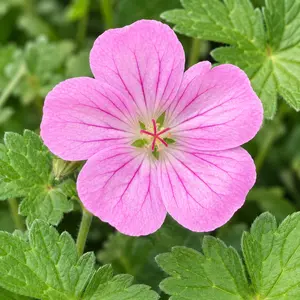 Geranium x riversleaianum 'Jean Armour' - image 1