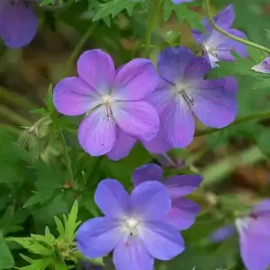 Geranium 'Johnsons Blue' 3L