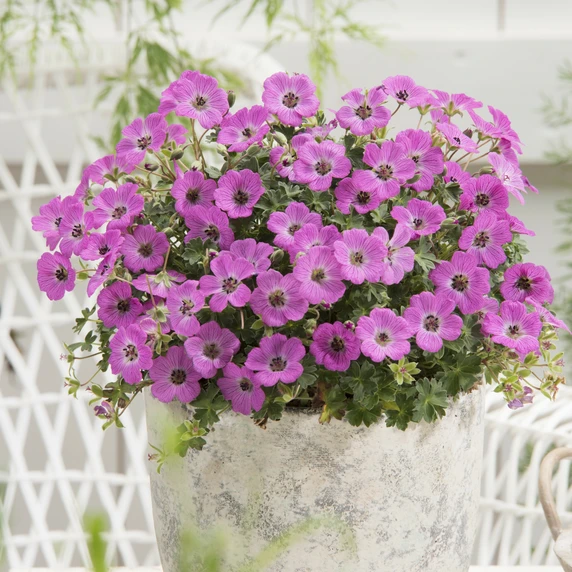 Picture Credit - Walter Blom Plants BV