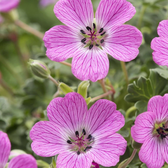 Picture Credit - Walter Blom Plants BV