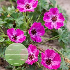 Geranium cinereum 'Jolly Jewel Lilac' 10.5cm