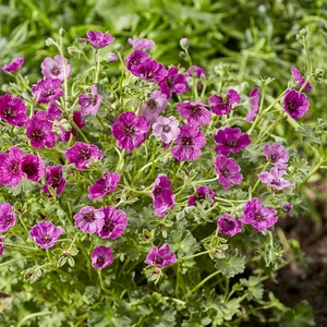 Picture - Walter Blom Plants BV