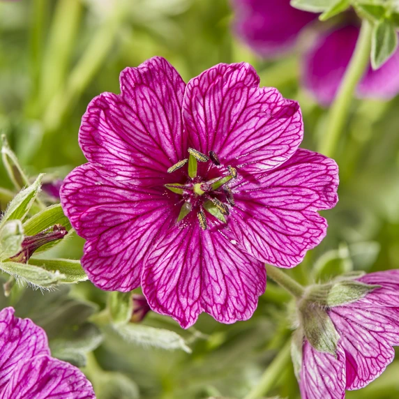 Picture - Walter Blom Plants BV