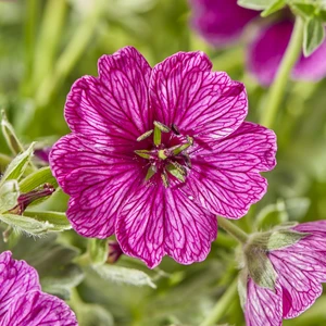 Picture - Walter Blom Plants BV