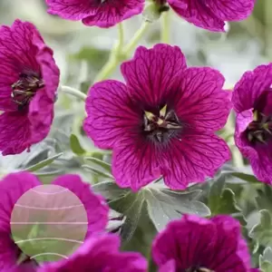 Geranium cinereum 'Jolly Jewel Purple' 10.5cm