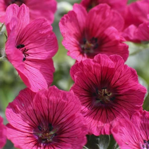 Geranium cinereum 'Jolly Jewel Raspberry' 10.5cm