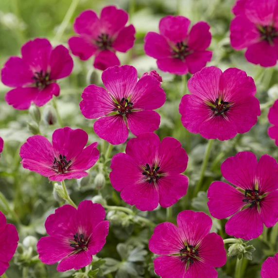 Picture Credit - Walter Blom Plants BV