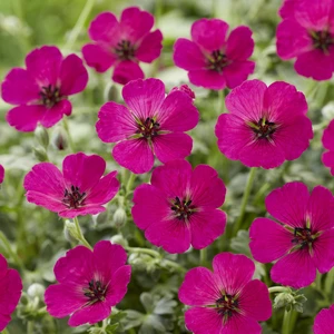 Picture Credit - Walter Blom Plants BV