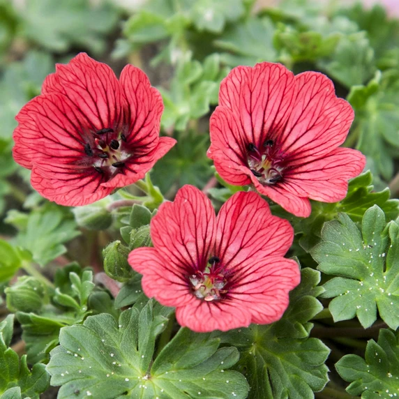Picture Credit - Walter Blom Plants BV